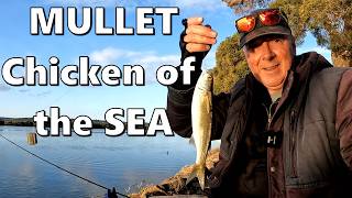 Mullet Are Everywhere - Easy to catch and TASTE GREAT!