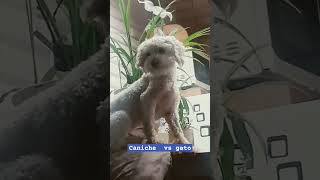 el caniche toy vs ? videos videoshow caniche gatos