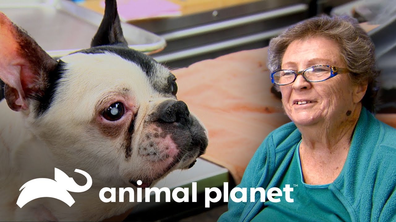 Sobrevivió a accidente de tránsito pero debe ir a cirugía | Dr. Jeff, Veterinario | Animal Planet