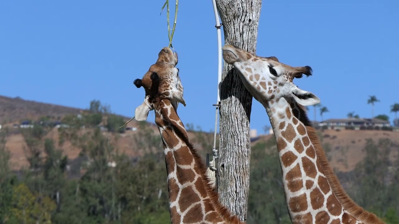 Behind-The-Scenes-Safari 