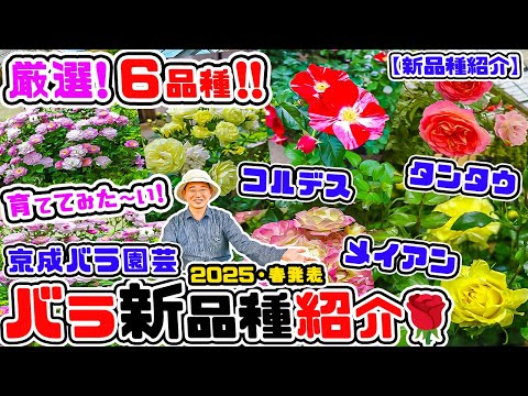 ロマンチックなバラ8選：想いを伝える品種の選び方