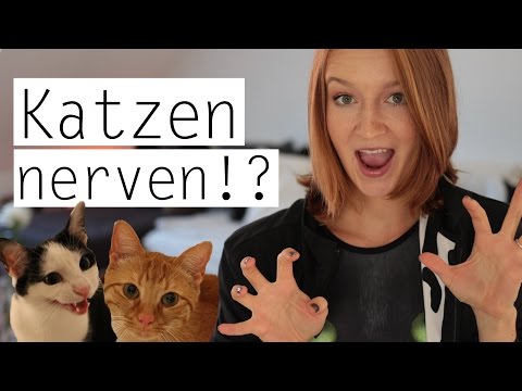 Video: Top 10 große Rasse Hundefutter