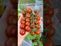 حصاد الطماطم الشيري Shorts