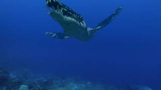 Liopleurodon vs Ophthalmosaurus - Лиоплевродон против Офтальмозавра [RUS]