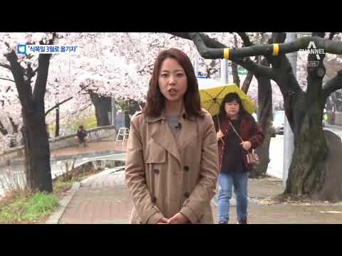 이미 꽃은 피었는데…“지각 식목일, 3월로 바꾸자”