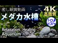 √70以上 メダカ 水槽 プランクトン 214914-メダカ 水槽 プランクトン