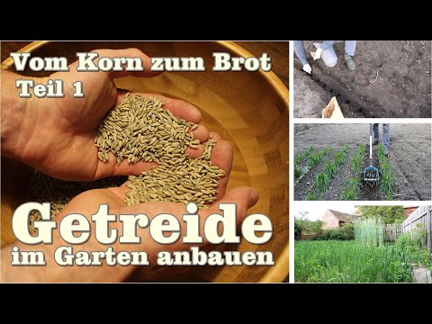 Video: Was ist Hartweizen - Wie man Hartweizenpflanzen im Garten anbaut