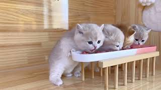 Feeding cat