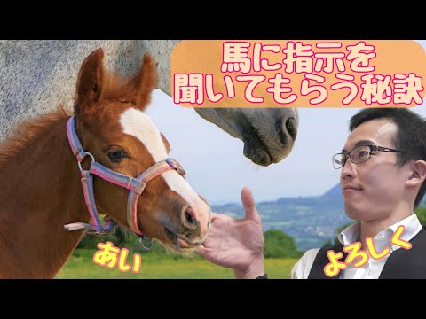 馬の問題行動とは？種類と原因から対処法まで完全ガイド