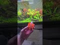 Siphon for Water Changes Review