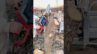 Download Lagu Pruning a Tree Trunk with a Chainsaw for a Cleaner and Stronger Shape #shorts MP3