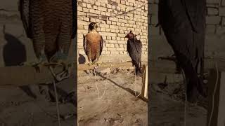 #falcon #Golden eagle #Birdsoprey #steinadler krmnie