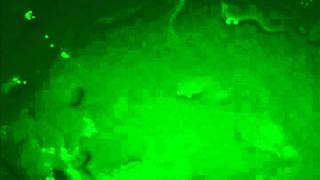 gfp c elegans - CarvelliLab