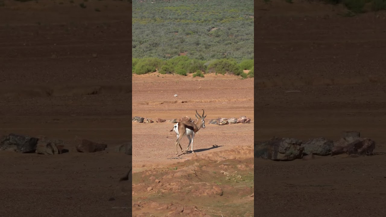 Desert Antelope: Thriving in the Arid Sands! 🌵☀️