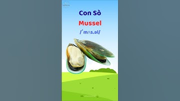 Con Sò - Học từ vựng và phát âm tiếng Anh #thaytuvuitinh