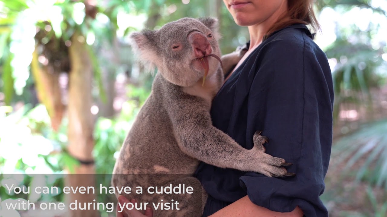 Have a 'koala-ity' time at Lone Pine Koala Sanctuary - YouTube