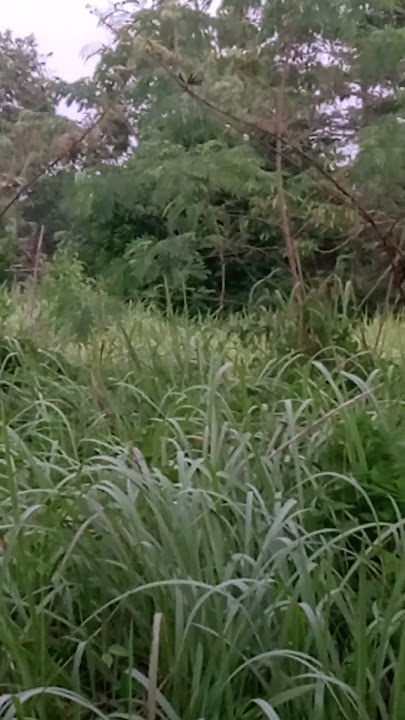 Suara Merdu Burung Liar Hutan Di Pagi Hari #shot #suaraburung #merdu #dipagihari