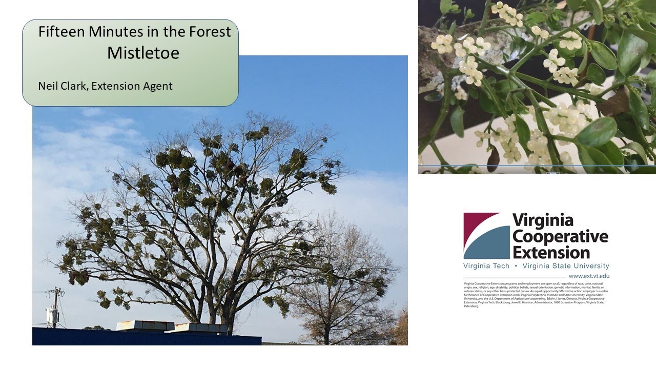 Fifteen Minutes in the Forest: Mistletoe