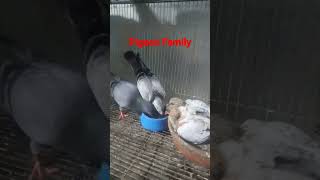 PIGEON FAMILY # Shorts