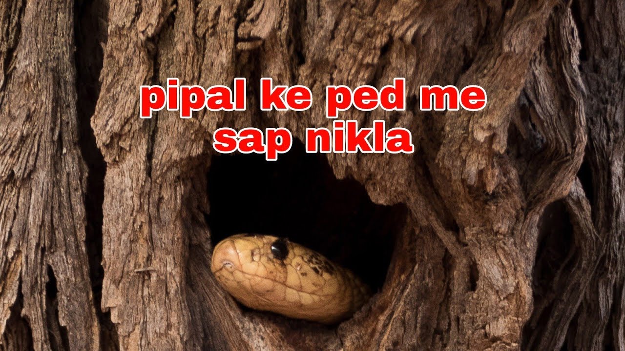 pipal ke ped me sap nikla YouTube