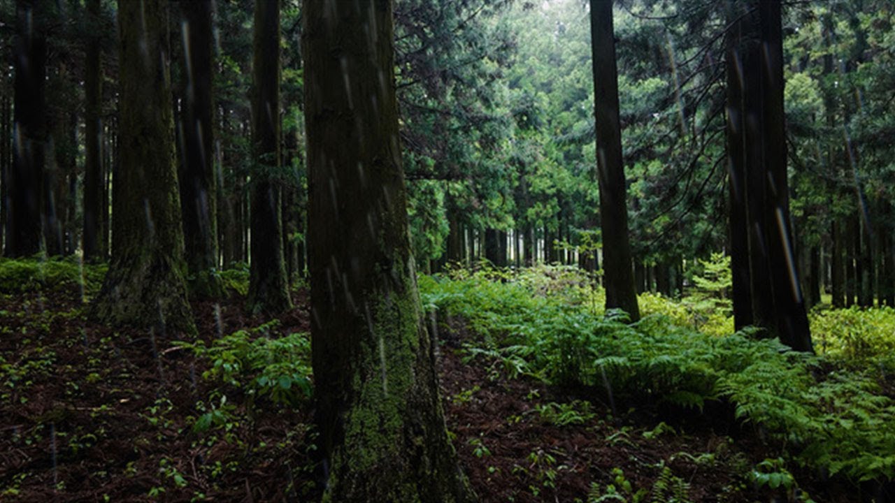 Rainy Forest Walk – 1 Hour of Rain Sounds for Relaxation – 4K - YouTube
