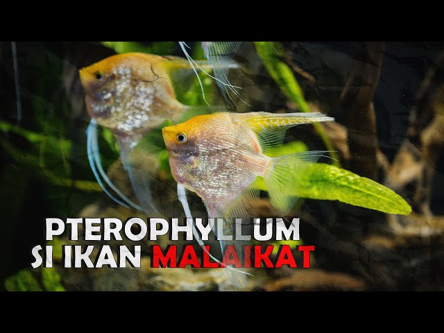 5 Jenis Manfish Cantik Beserta Harganya Part 2 class=