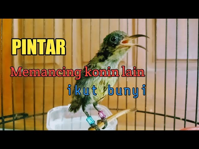 pancingan agar konin ikut bunyi gacor | pancingan konin trotol gacor class=