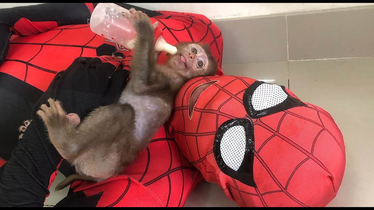 Spiderman Feeding Baby Monkey Tom Milk