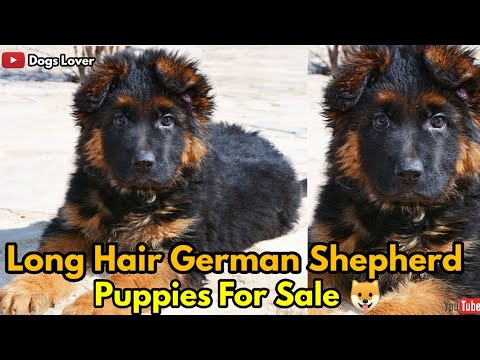 long-hair-german-shepherd-puppies-available-for-sale-🐶