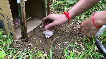 野猫を段ボールで捕まえれるやった結果