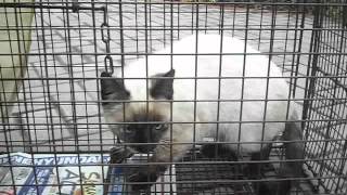 Seal Torti Point Siamese