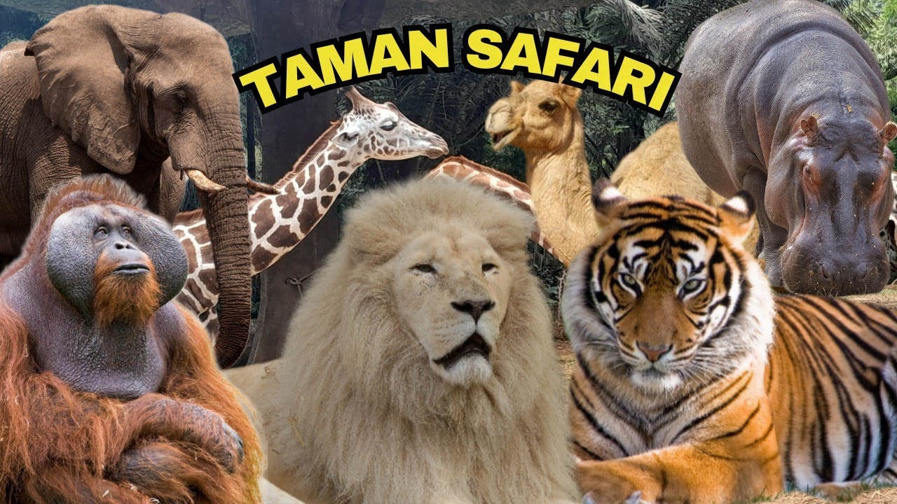 BANYAK HEWAN LANGKA DI TAMAN SAFARI BOGOR | KEBUN BINATANG #tamansafari #kebunbinatang