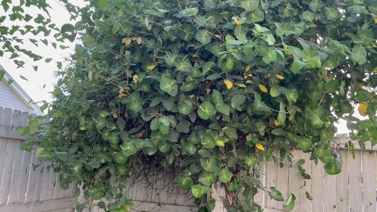 How to propagate Honeysuckle (Lonicera Sempervirens)?