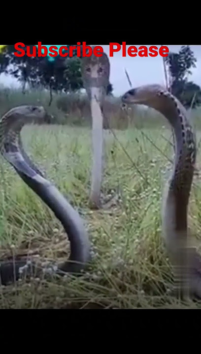 Snakes viral short video#Nagin music#Bin music#saper video#shorts#Viral#ytshorts#snake song#Animals
