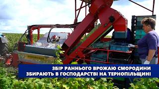 Збір раннього врожаю смородини розпочали в господарстві на Тернопільщині