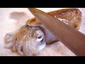 Sliced raw cuttlefish / Making Cuttlefish Sashimi / Amazing cuttlefish fillet master, 살아 있는 갑오징어 손질