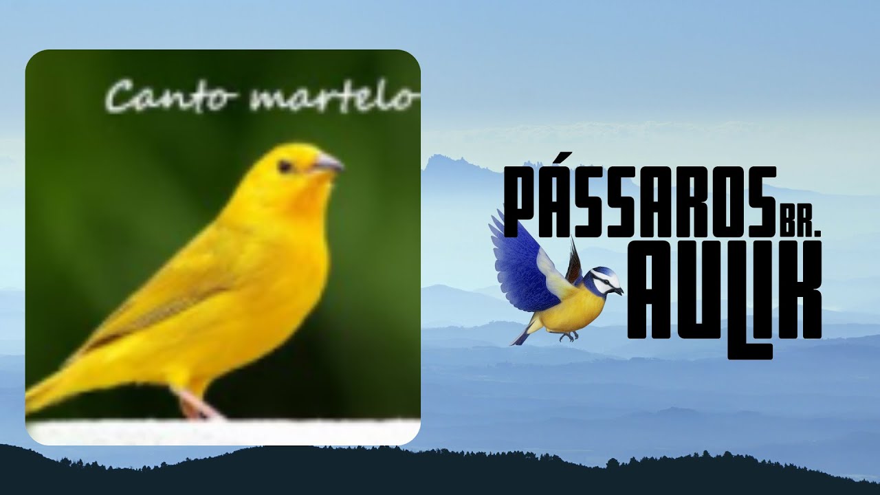 canário da terra canto martelo🔥🎼