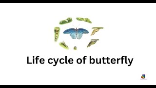 Life cycle of butterfly and 5 interesting facts about butterflies
