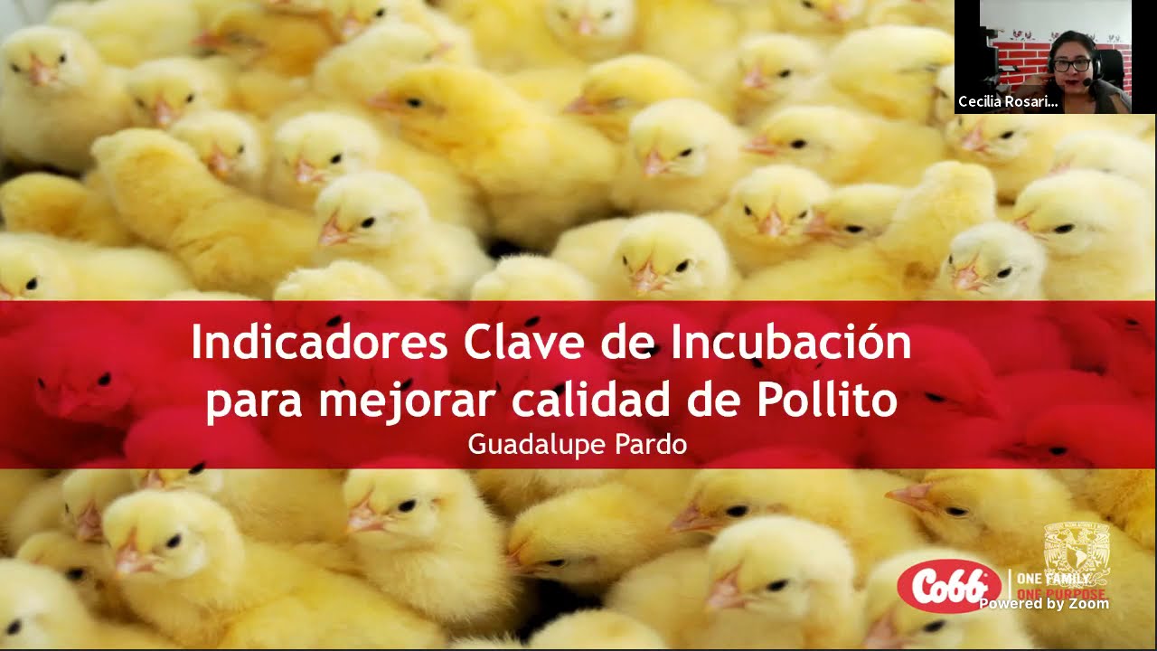 “Indicadores clave de incubación”