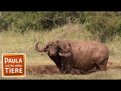 Video: Was Für Ein Tier Ist Ein Wasserbüffel