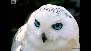 Download Lagu Dj Owly \u0026 Tk Filter V2   Club Sessions MP3