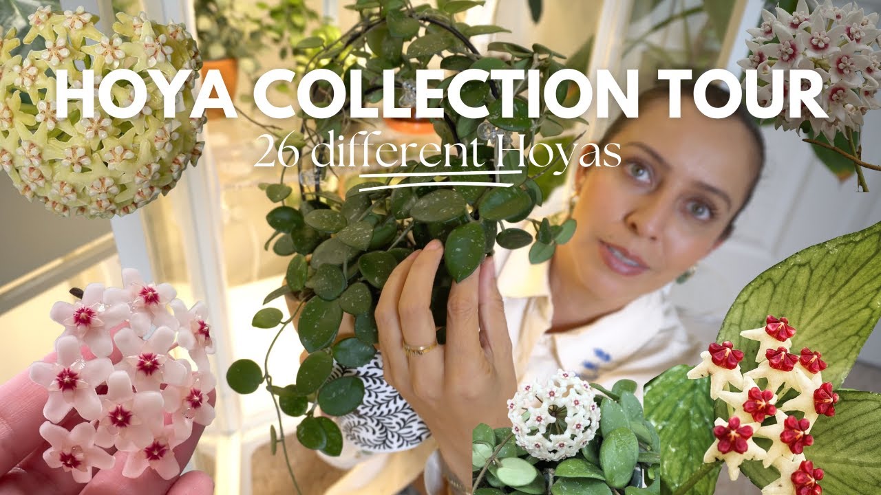 Hoya Plant Collection Tour 2025- 26 Varieties of Hoya Plants