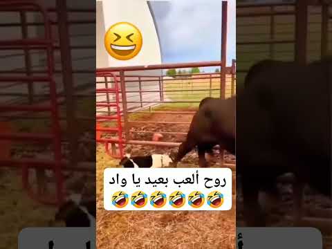 روح ألعب بعيد يا واد ٢