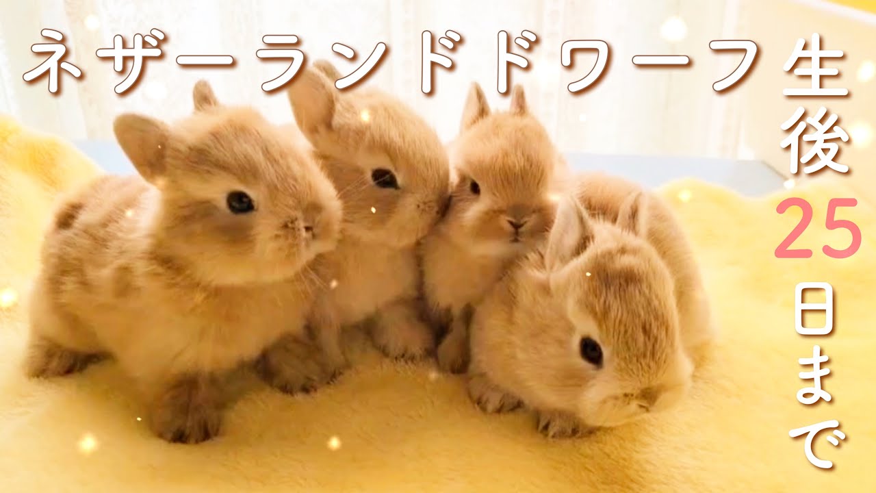 月のうさぎ(4点) 子うさぎ】4月18日にネザーランドドワーフの赤ちゃんが誕生しま
