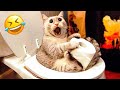 Funny In Front Of These Stupid But Funny Animals - Funniest Animals Of The Year