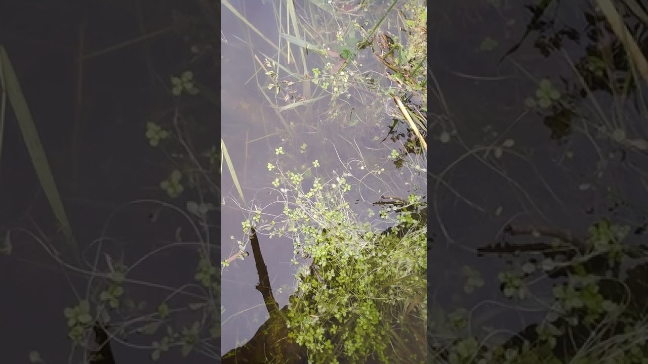 How to say Seaweed & Water Weeds: Abenaki Language translation🌿