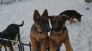 German Shepherd Puppies Sale in Schiller Park, IL