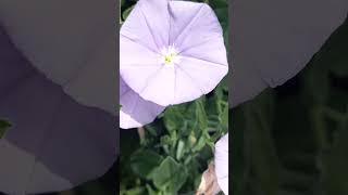 Convolvulus sabatius 🌸  Blue Rock Bindweed - Powój arabski 🌸 #nature #plants #flowers #vlog