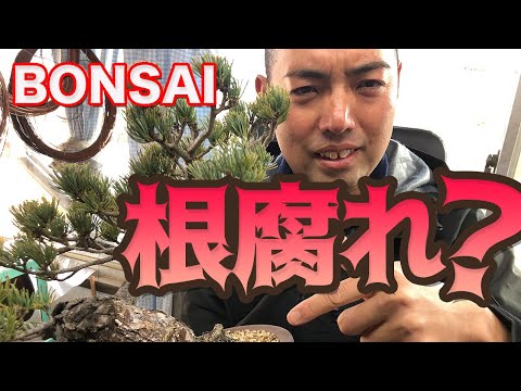 根腐れで枯れることはほぼない…理由を解説します【盆栽の管理】 hqdefault