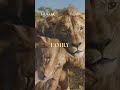 Where you are going, a family awaits.” 🧡 #Mufasa